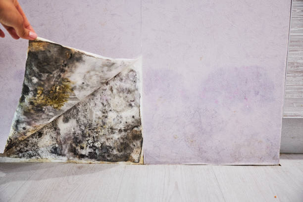 Best Crawl Space Mold Removal  in Youngsville, LA